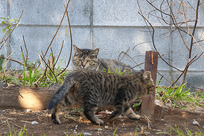 太田区のねこ
