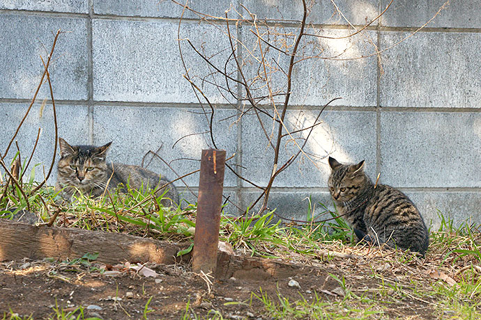 太田区のねこ