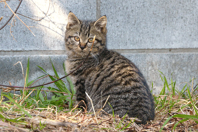 太田区のねこ