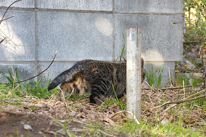 太田区のねこ