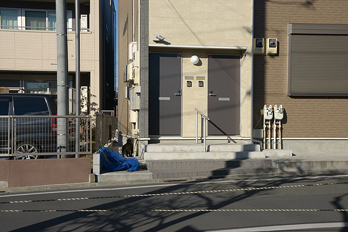 太田区のねこ