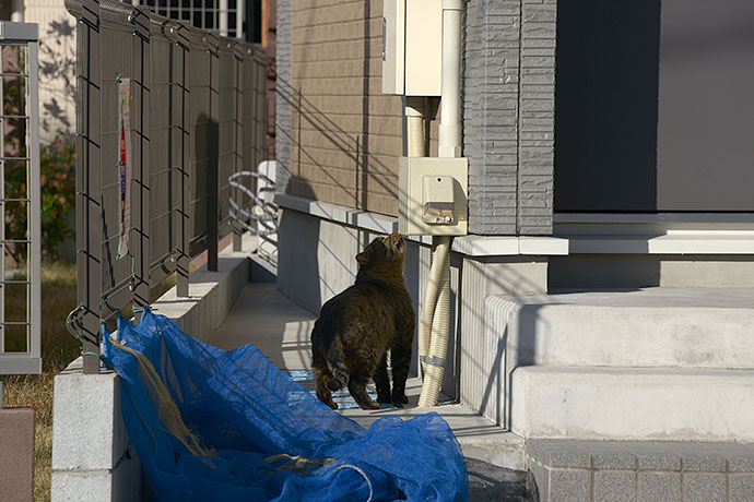 太田区のねこ