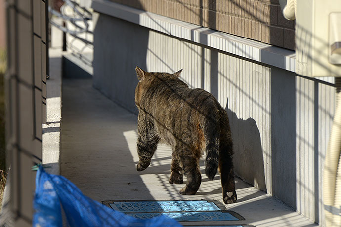 太田区のねこ