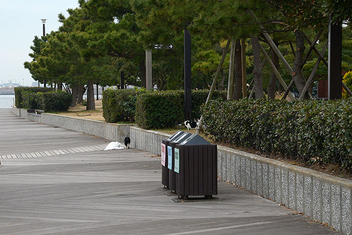 太田区のねこ