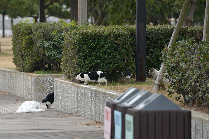 太田区のねこ