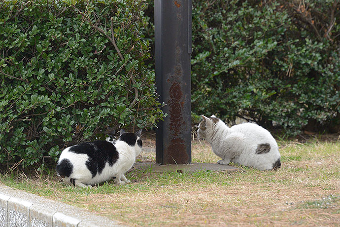 太田区のねこ