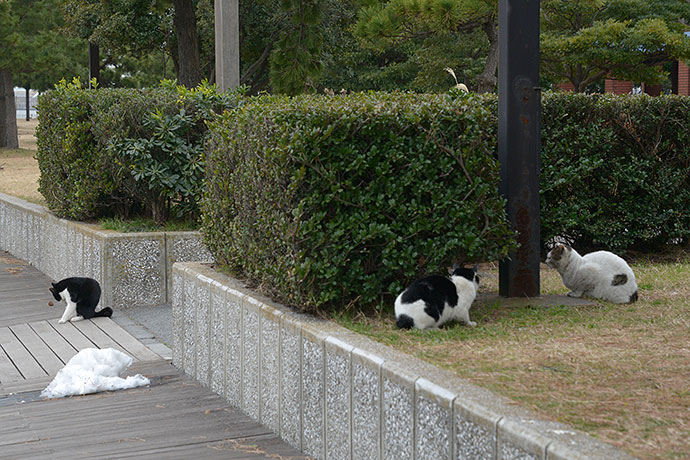 太田区のねこ