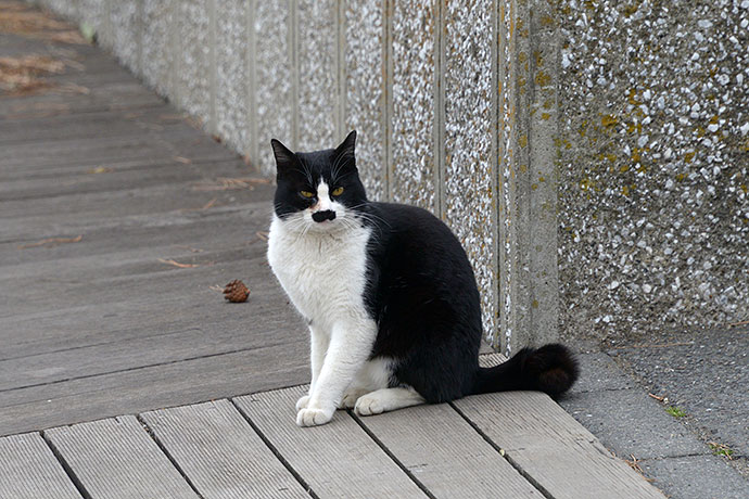 太田区のねこ