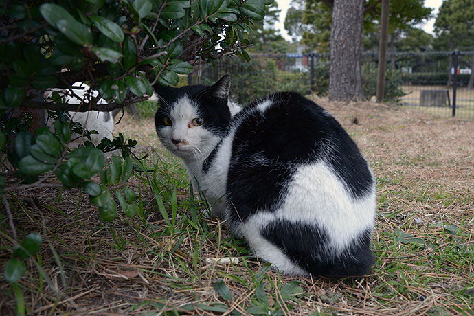太田区のねこ