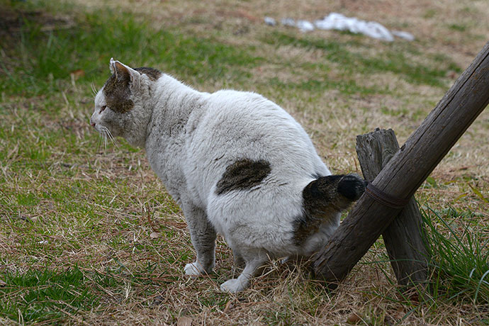 太田区のねこ