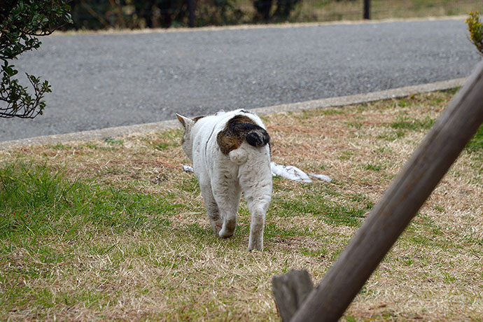太田区のねこ