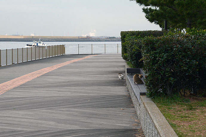 太田区のねこ