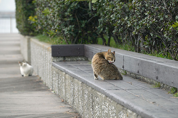 太田区のねこ