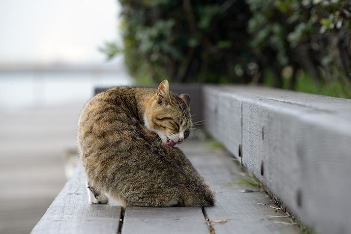 太田区のねこ