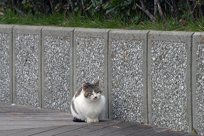太田区のねこ
