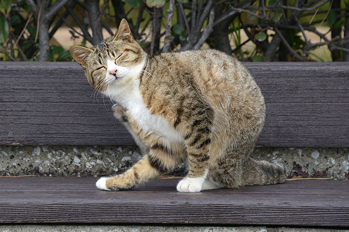 太田区のねこ