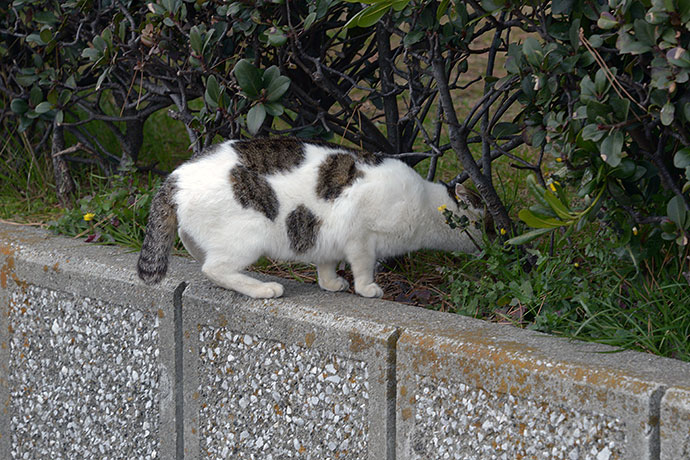 太田区のねこ