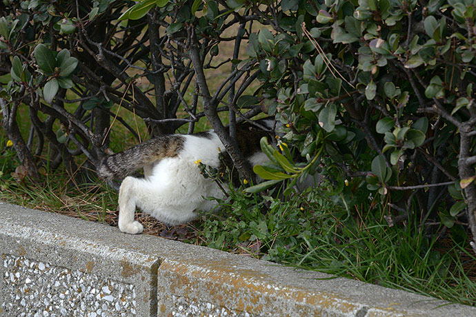 太田区のねこ