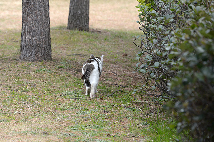 太田区のねこ