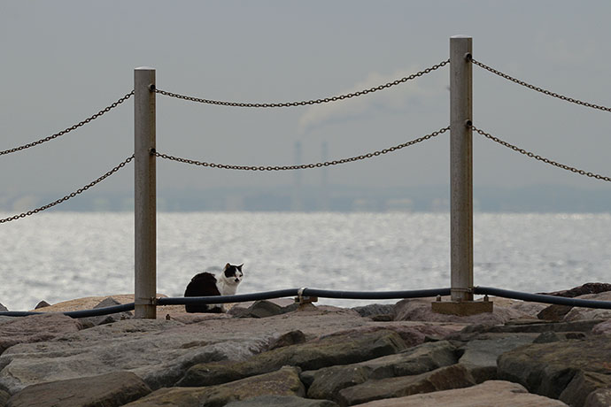 太田区のねこ