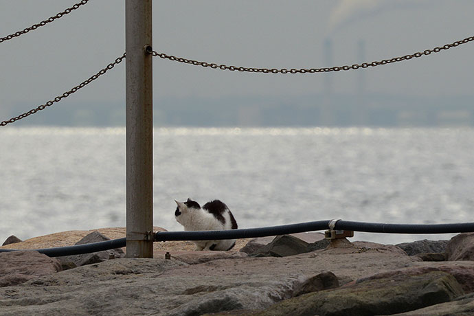 太田区のねこ