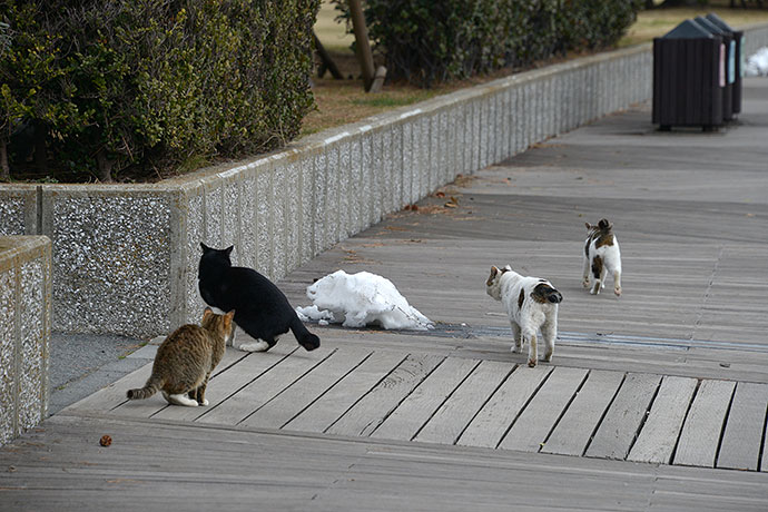 太田区のねこ