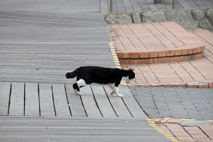 太田区のねこ