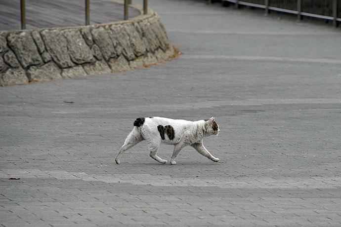 太田区のねこ