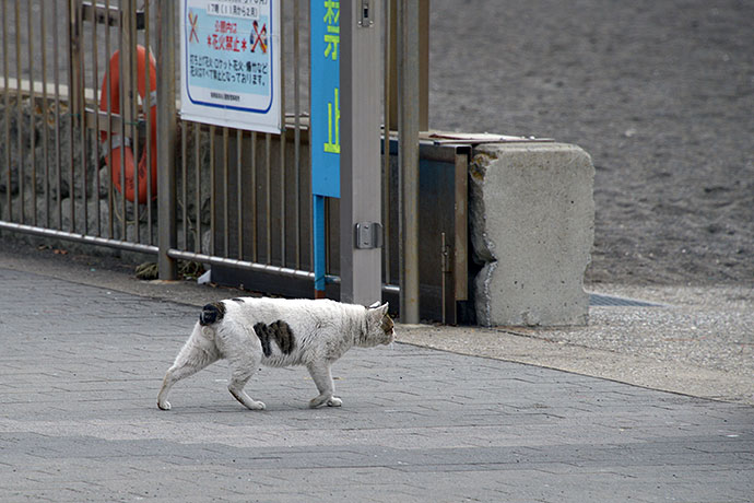 太田区のねこ