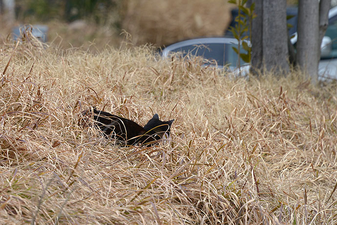 太田区のねこ