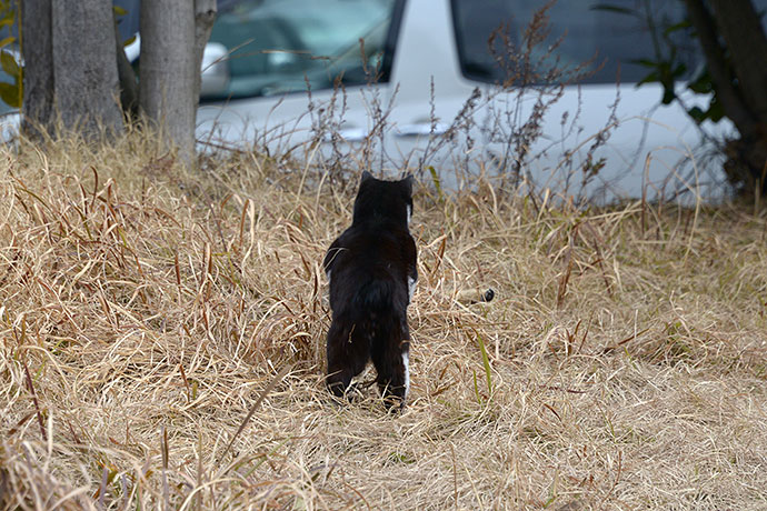 太田区のねこ