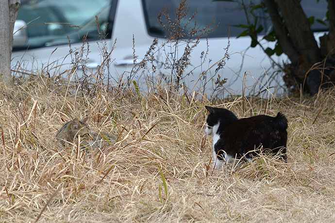 太田区のねこ