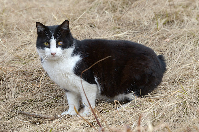 太田区のねこ