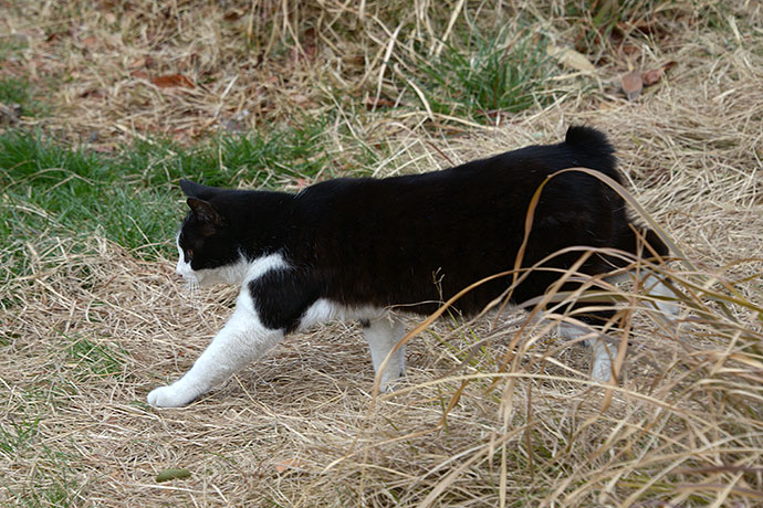 太田区のねこ