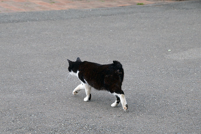 太田区のねこ