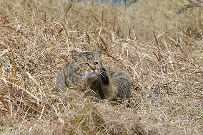 太田区のねこ