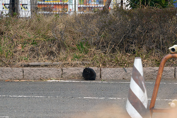 太田区のねこ