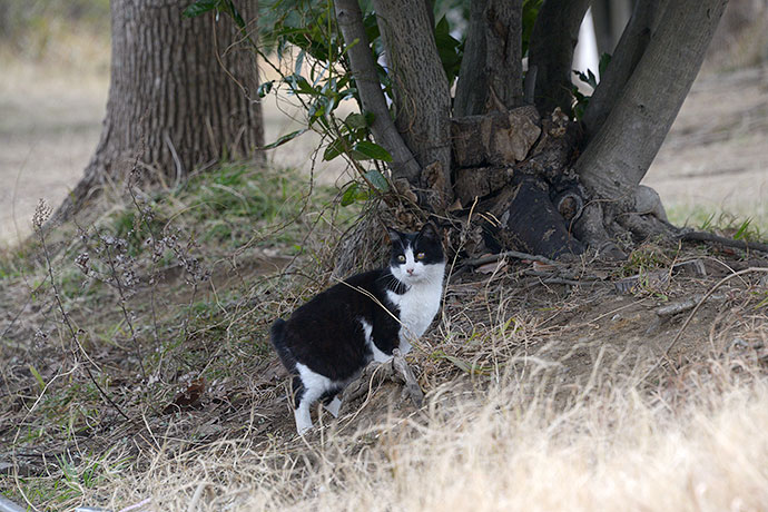 太田区のねこ