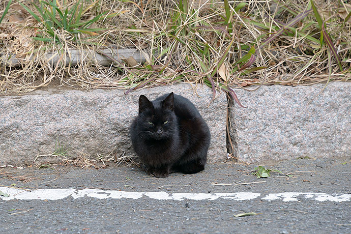 太田区のねこ