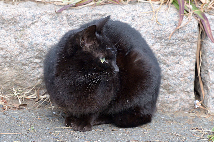 太田区のねこ