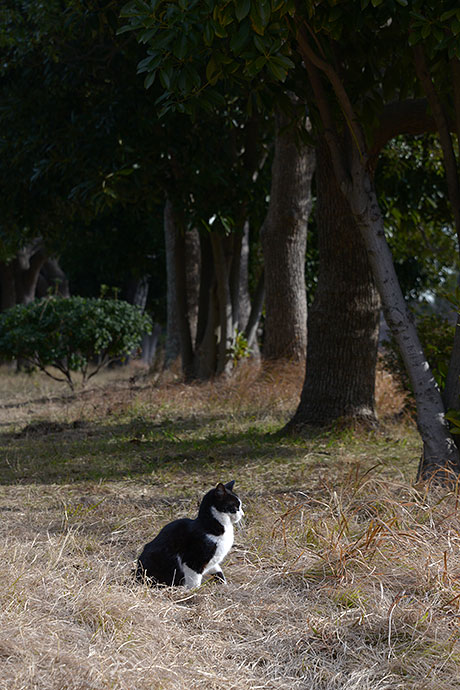 太田区のねこ