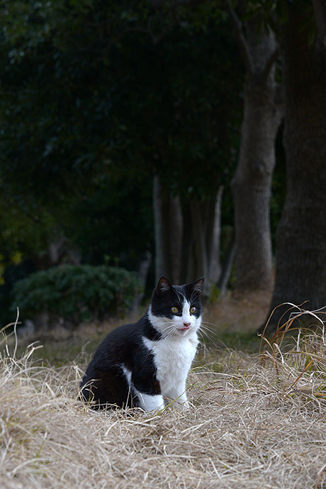 太田区のねこ