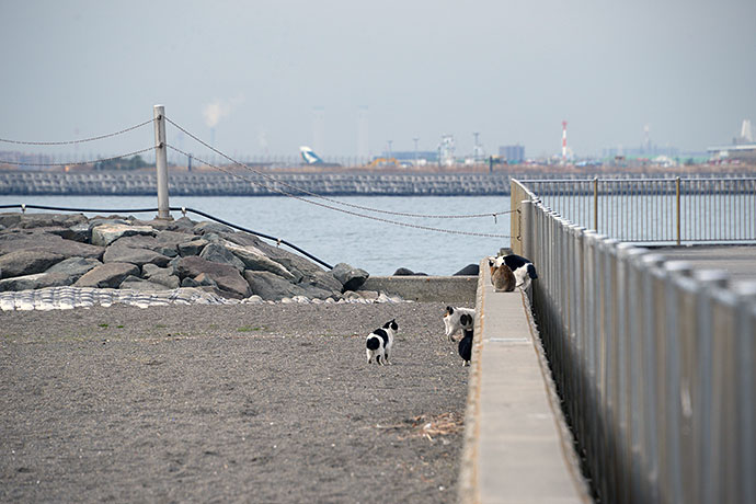 太田区のねこ
