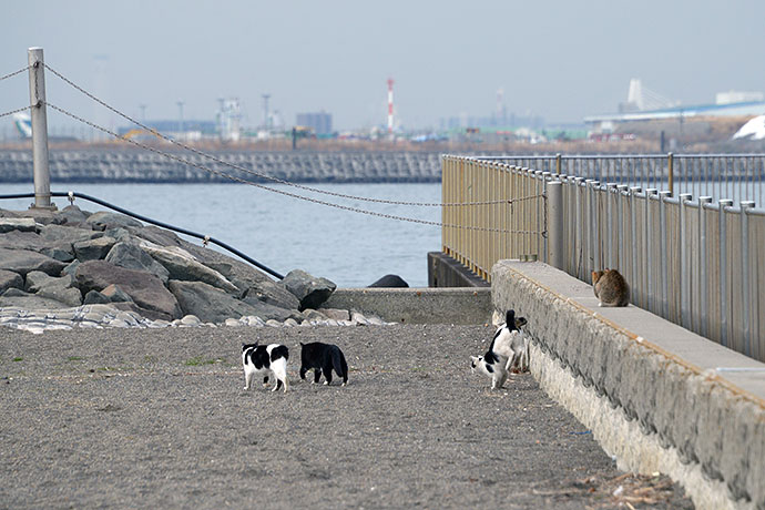 太田区のねこ