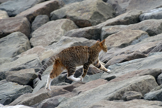 太田区のねこ