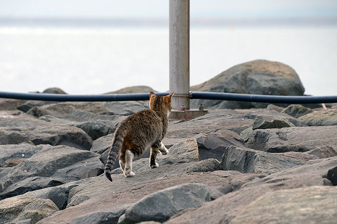 太田区のねこ