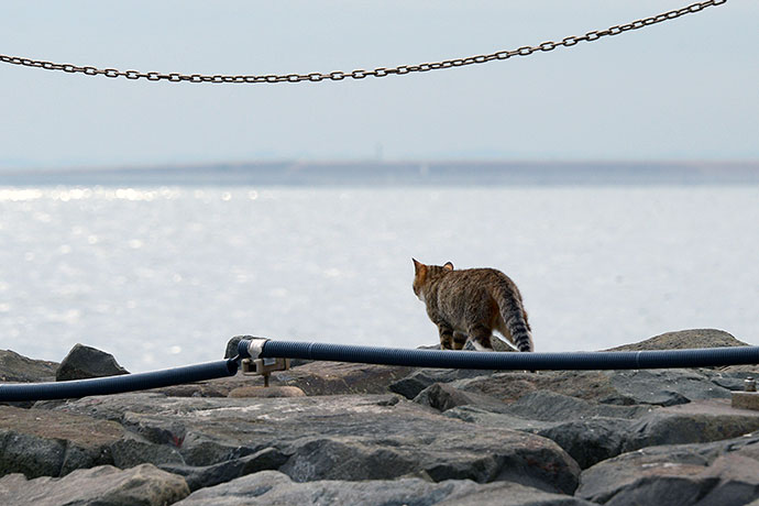 太田区のねこ