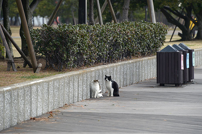 太田区のねこ