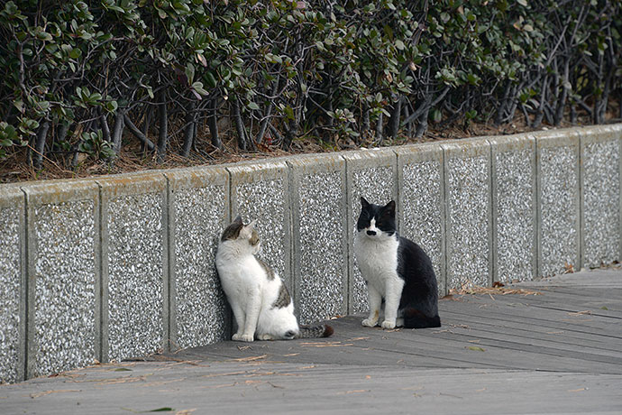 太田区のねこ