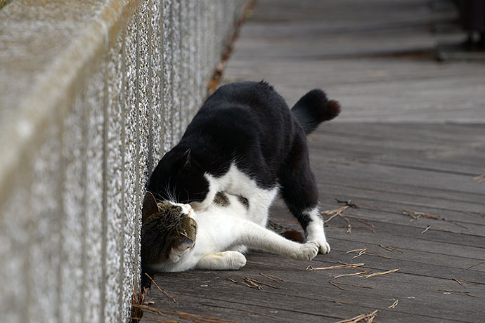 太田区のねこ